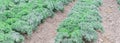 Panoramic view row of green curly kale growing on hill at farm in Washington, America