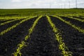 Panoramic view of row lines of young corn on fertile field in a summer.