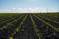 Panoramic view of row lines of young corn on fertile field in a summer with a blue sky. Agriculture. Agricultural rural