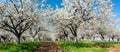 Panoramic view - Rows of beautifully blossoming in white cherry trees