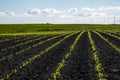Panoramic view of rows of young corn plants on a moist field in a spring. Agricultural rural landscape. Royalty Free Stock Photo