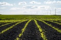 Panoramic view of rows of young corn shoots on beautiful summer field.