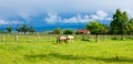 panoramic view of rural area with horses in southern Germany. Country life. natural light. cloudy day. Royalty Free Stock Photo