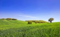 Panoramic view of rural landscape with green grass meadow and clear blue sky. Summer nature countryside background with copy space Royalty Free Stock Photo