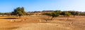 Panoramic view of the safari park on the island of Sir Bani Jas with walking antelope