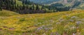 Panoramic view of scenic wildflower meadow in Colorado rocky mountains Royalty Free Stock Photo