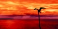 Panoramic view of sea and sky and a seabird silhouette Trinidad and Tobago at dusk