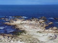 Panoramic View of Seal Colony, New Zealand