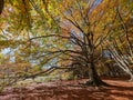 Panoramic view of secular beech of Canfaito in the Marche Royalty Free Stock Photo