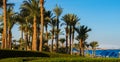 Panoramic view of Sharm El sheik Egypt. View of the beach and palm tress on a sunny day Royalty Free Stock Photo
