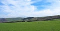 Panoramic view of sheep and new spring lambs grazing in fields surrounded by stone walls and hills in west yorkshire pennine Royalty Free Stock Photo