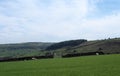 Panoramic view of sheep and new spring lambs grazing in fields surrounded by stone walls and hills in west yorkshire pennine Royalty Free Stock Photo