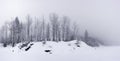 Panoramic view of shore of forest lake in winter Royalty Free Stock Photo