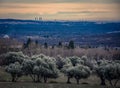 Panoramic view of the skylane of the city of Madrid from some olive trees in the town of El Escorial in Madrid (Spain) Royalty Free Stock Photo