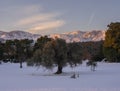Panoramic view Snow-capped peaks of mount Dirfys spruce forest at sunset on a background of clouds on the island of Evia Euboea Royalty Free Stock Photo