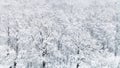 panoramic view of snow covered oak grove in forest