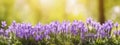 panoramic view of violet crocuse. AI generated Royalty Free Stock Photo