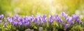 panoramic view of violet crocuse. AI generated Royalty Free Stock Photo