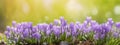 panoramic view of violet crocuse. AI generated Royalty Free Stock Photo