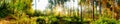 Forest panorama Royalty Free Stock Photo