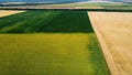 Panoramic view sunflower field, big yellow wheat field and fields with other Royalty Free Stock Photo