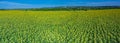 Panoramic view of sunflower field and blue sky at the background Royalty Free Stock Photo