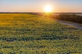 Panoramic view of sunflower field and blue sky at the background.  Sunflower heads on the foreground close up Royalty Free Stock Photo