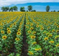 Panoramic view of sunflower field and blue sky at the background.  Sunflower heads on the foreground close up Royalty Free Stock Photo