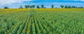 Panoramic view of sunflower field and blue sky at the background.  Sunflower heads on the foreground close up Royalty Free Stock Photo