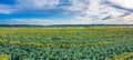 Panoramic view of sunflower field and blue sky at the background.  Sunflower heads on the foreground close up Royalty Free Stock Photo