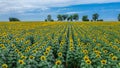 Panoramic view of sunflower field and blue sky at the background.  Sunflower heads on the foreground close up Royalty Free Stock Photo