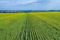 Panoramic view of sunflower field and blue sky at the background Royalty Free Stock Photo