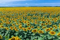 Panoramic view of sunflower field and blue sky at the background.  Sunflower heads on the foreground close up Royalty Free Stock Photo