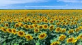 Panoramic view of sunflower field and blue sky at the background.  Sunflower heads on the foreground close up Royalty Free Stock Photo