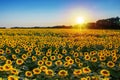 Panoramic view of sunflower field and blue sky at the background.  Sunflower heads on the foreground close up Royalty Free Stock Photo