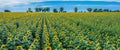 Panoramic view of sunflower field and blue sky at the background.  Sunflower heads on the foreground close up Royalty Free Stock Photo