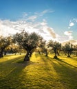 Panoramic view of sunset behind grass field and olive trees Royalty Free Stock Photo