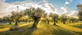 Panoramic view of sunset behind grass field and olive trees Royalty Free Stock Photo