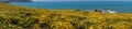 Panoramic view of the Superbloom at Mori Point, Pacifica, San Francisco bay, California Royalty Free Stock Photo