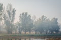 Panoramic view of the swampy shore with the morning mist Royalty Free Stock Photo