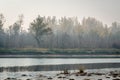 Panoramic view of the swampy shore with the morning mist Royalty Free Stock Photo