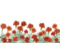Panoramic view of Tagetes patula, the French marigold. Royalty Free Stock Photo