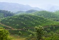 Tea plantations in Munnar, Western Ghats range of mountains, Kerala state, South India Royalty Free Stock Photo