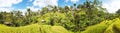 Panoramic view of Tegallalang Rice Terraces, Ubud, Bali, Indonesia. Beautiful green rice fields, natural background. Travel Royalty Free Stock Photo