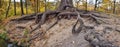 Panoramic view to big mighty strong roots of old tree, closeup view.