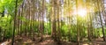 Panoramic view to forest with trunks of fir and pine tree mixed with oak and beech tree in bavarian mountains near Alps with Royalty Free Stock Photo