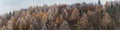 Panoramic view to freeze autumn foliage tree forest with overcast sky. Czech landscape