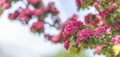 Panoramic view to spring background art with Beautiful pink hawthorn blossom at the blue sky. Beautiful spring background. Copy Royalty Free Stock Photo