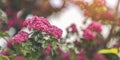 Panoramic view to spring background art with Beautiful pink hawthorn blossom at the beautiful bokeh. Beautiful spring background. Royalty Free Stock Photo