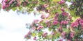 Panoramic view to spring background art with Beautiful pink hawthorn blossom at the beautiful bokeh. Beautiful spring background. Royalty Free Stock Photo